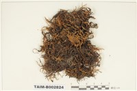 藏品(紫萼苔科)的圖片